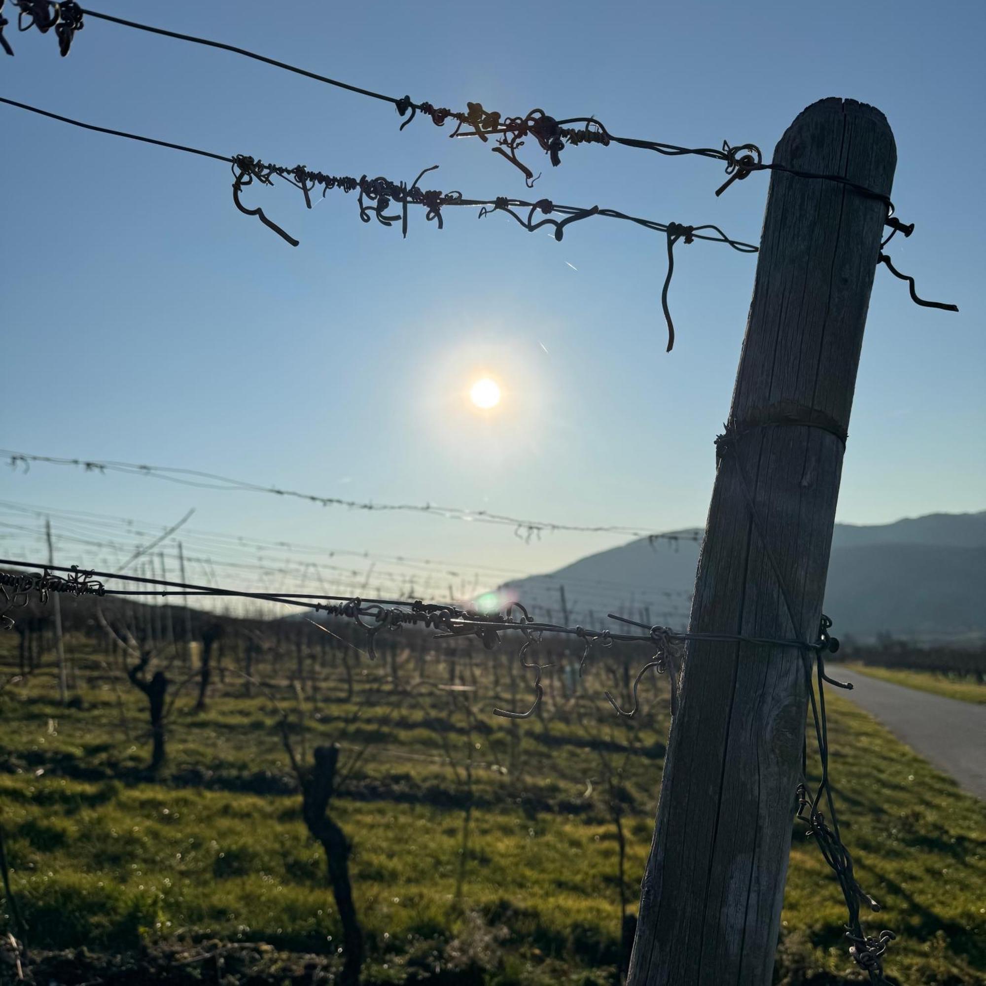 Weingut Tiliahof Bed & Breakfast Brauneberg Exterior foto