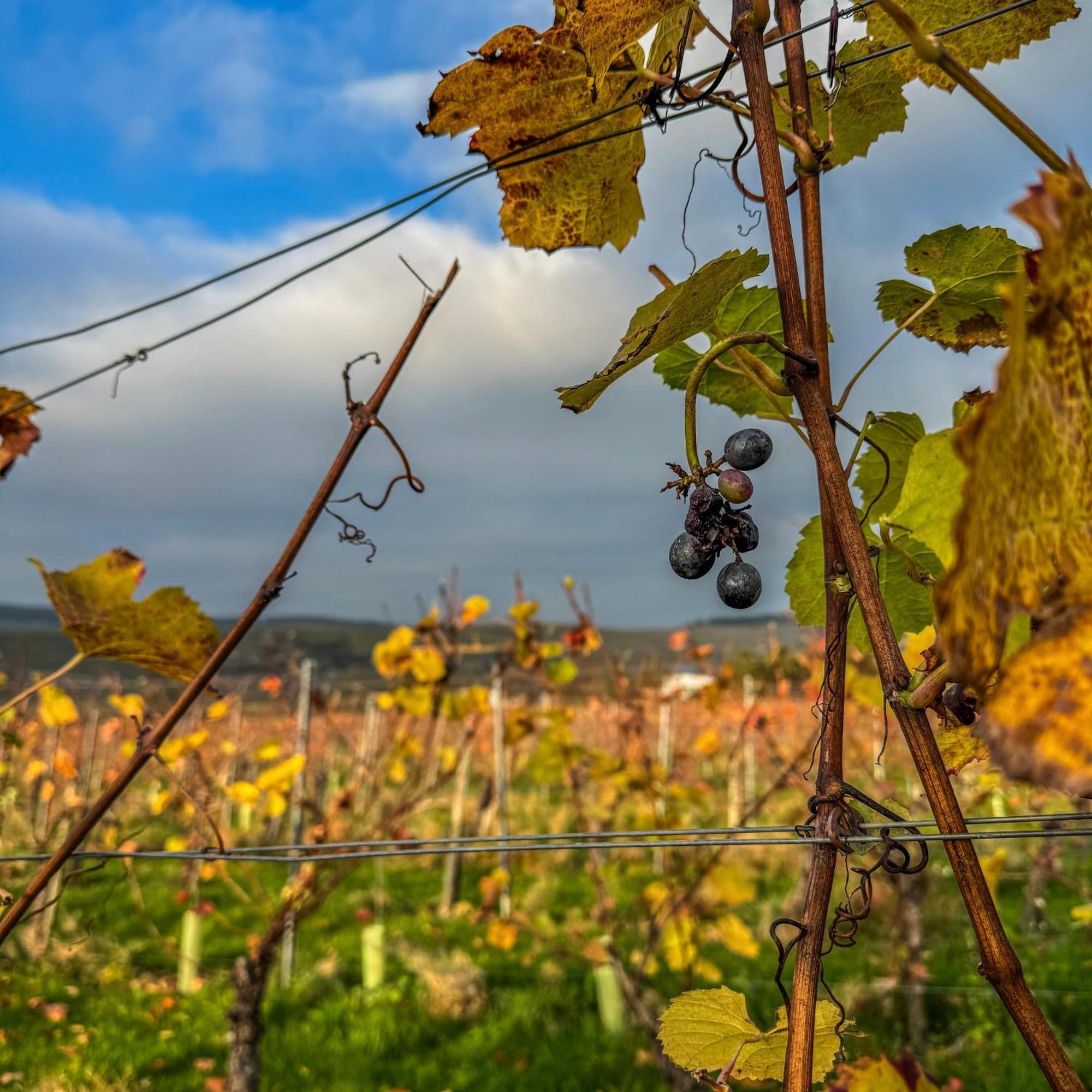 Weingut Tiliahof Bed & Breakfast Brauneberg Exterior foto